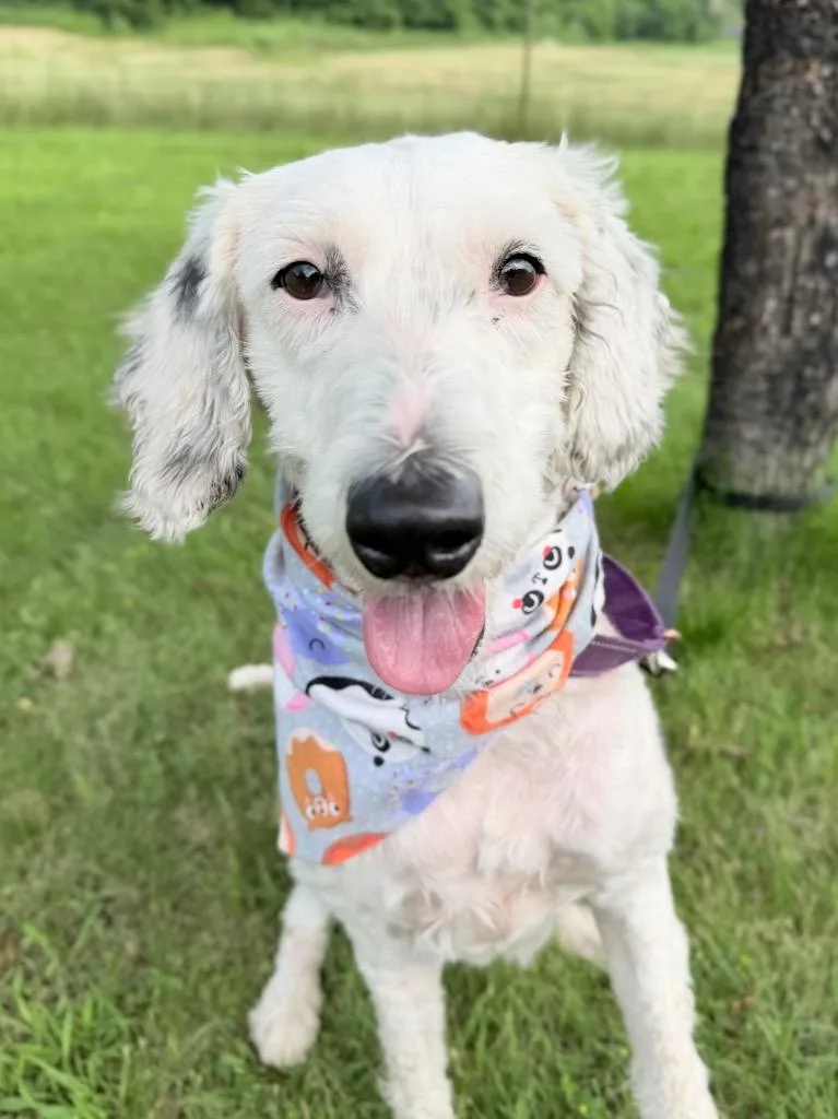 An adult medium-sized female Mixed Breed dog named Sparkler for adoption in Menomonie, WI