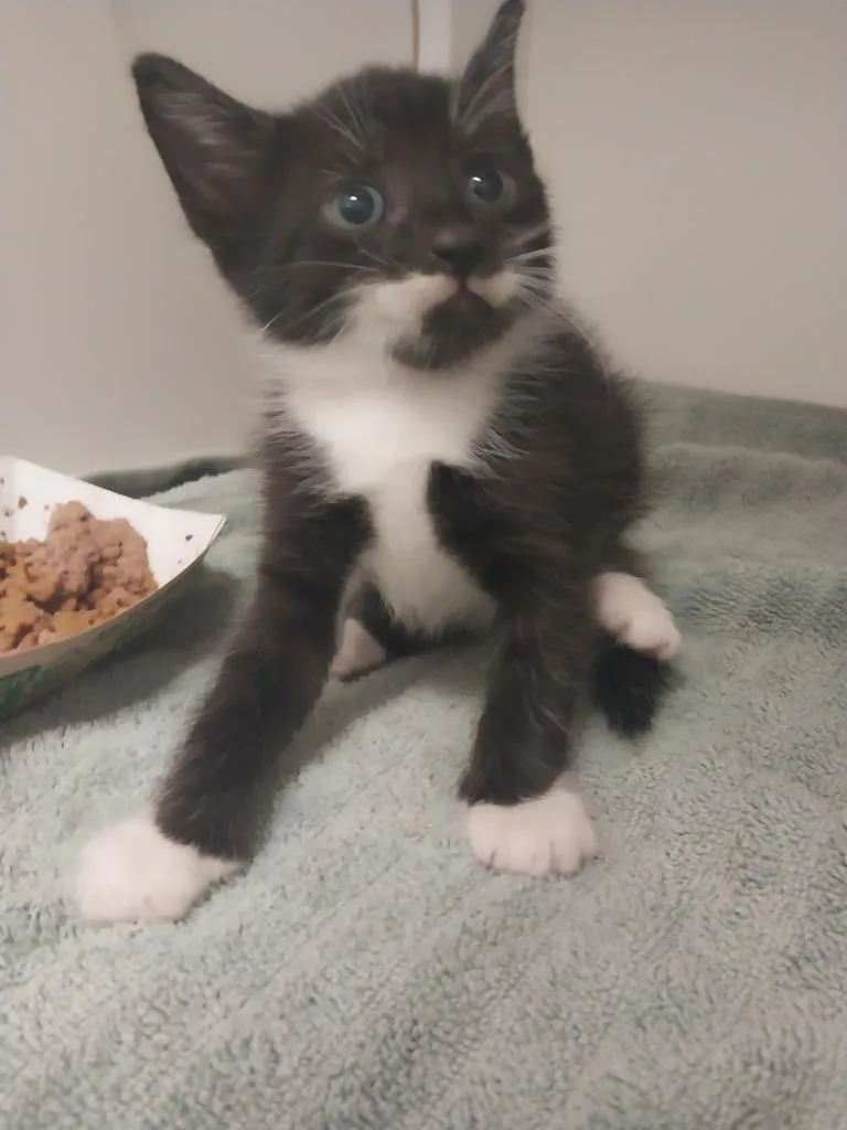 A baby small-sized male Domestic Short Hair cat named Thorn for adoption in Oxford, NC
