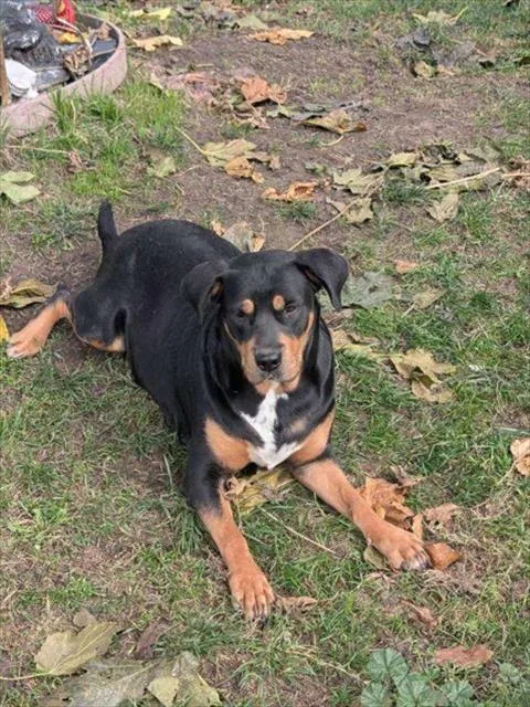 An adult medium-sized female Rottweiler dog named A for adoption in Stockton, CA
