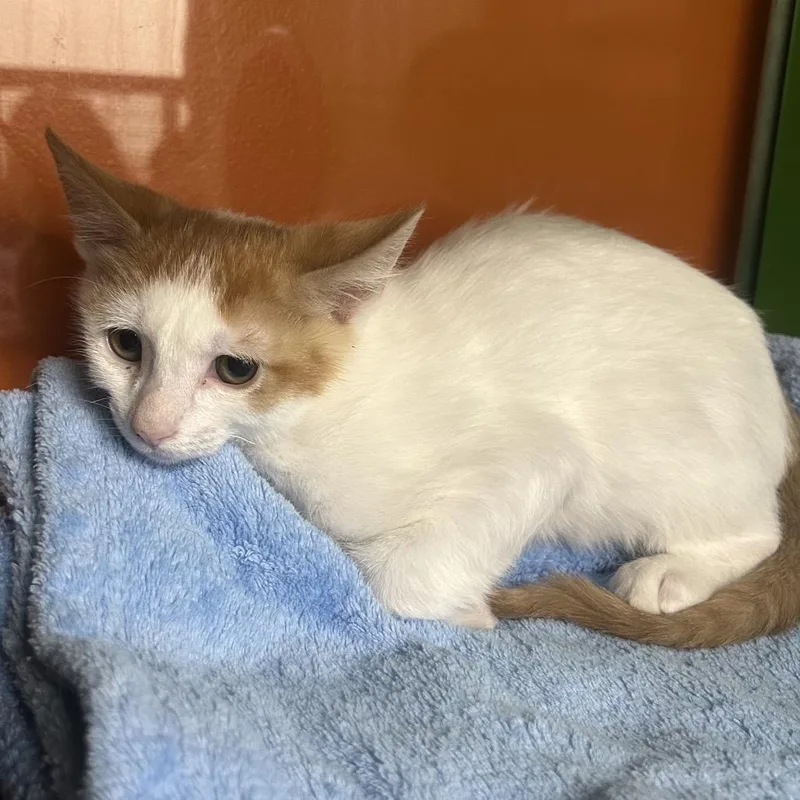 A baby small-sized male White Domestic Short Hair cat named Shredds for adoption in Point Richmond, CA