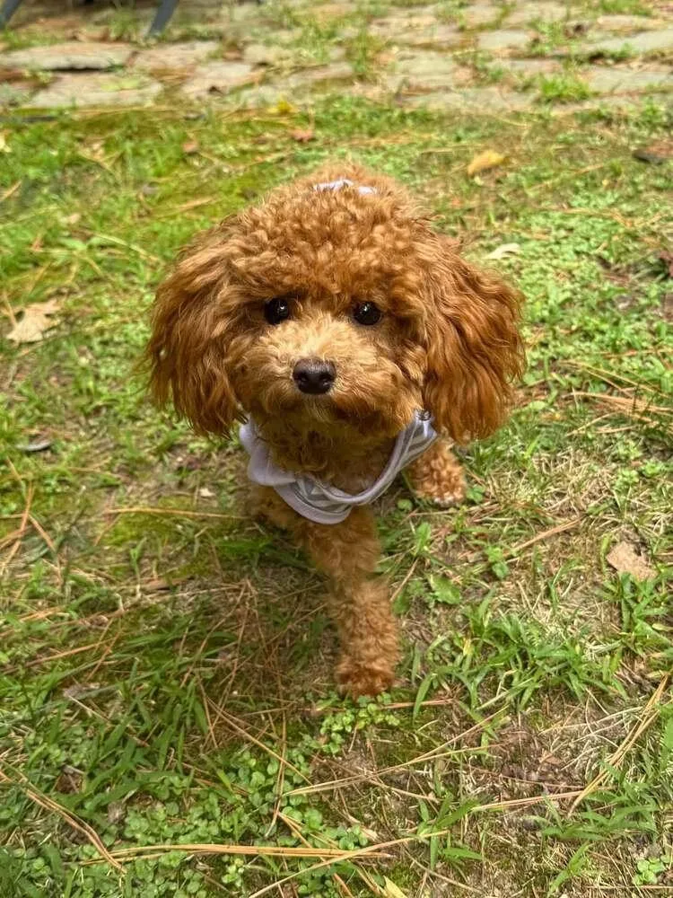A young small-sized female Poodle dog named Essie for adoption in Milton, DE