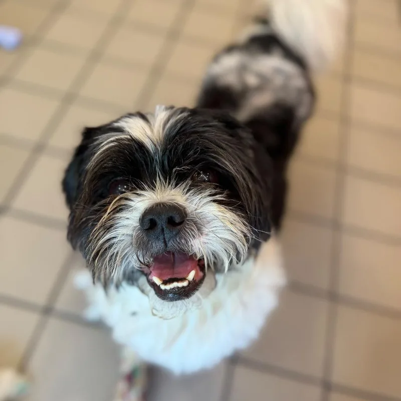 An adult small-sized male White / Cream Shih Tzu dog named Mister Benji for adoption in Long Island City, NY
