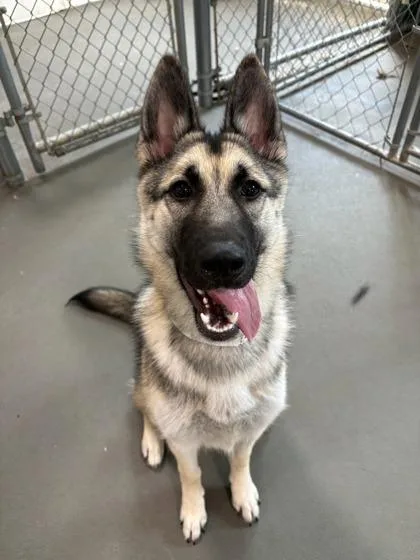 A young large-sized female Shepherd dog named Jovie for adoption in Fishers, IN