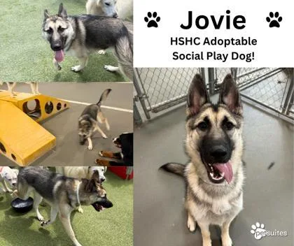 Jovie thumbnail 3