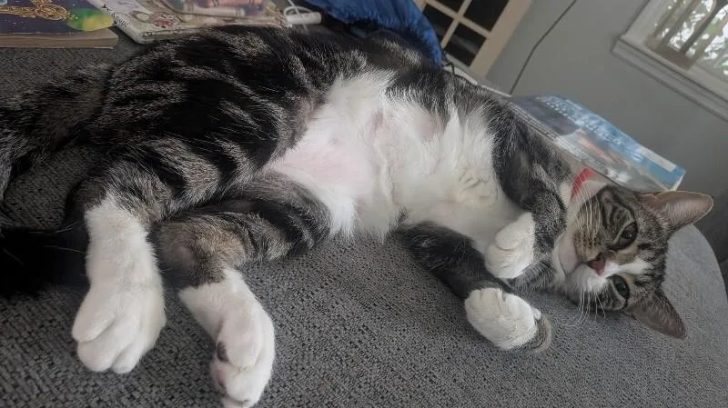 An adult medium-sized female Tabby (Gray / Blue / Silver) Domestic Short Hair cat named Chalupa Supreme for adoption in Maitland, FL