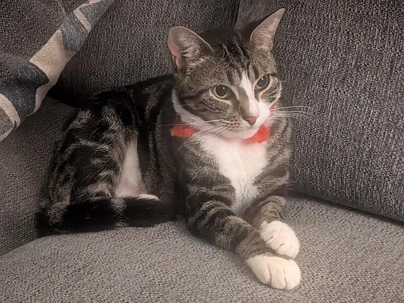 Chalupa Supreme thumbnail 2