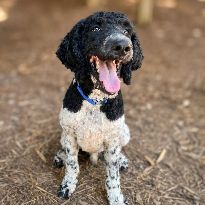 An adult medium-sized male Black Standard Poodle dog named Jackson for adoption in Boerne, TX
