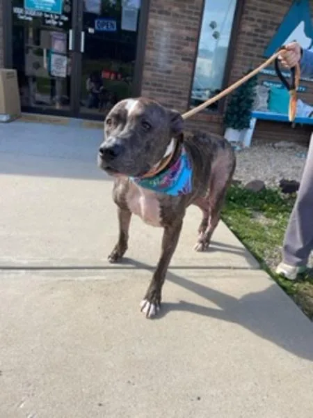 A senior large-sized male American Staffordshire Terrier dog named Papaw Pete for adoption in Morristown, TN