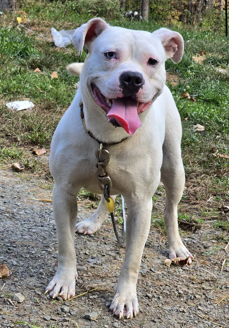 An adult medium-sized male White / Cream Mixed Breed dog named Thor for adoption in Vassalboro, ME