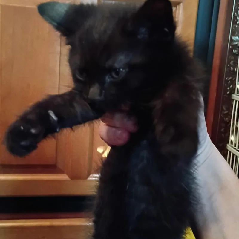 A baby small-sized female Black Domestic Short Hair cat named Kelly for adoption in Normal, IL