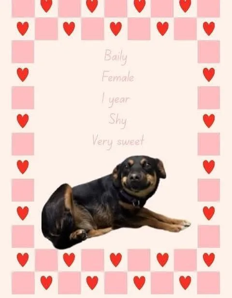 A young small-sized female Mixed Breed dog named Bailey for adoption in Statesville, NC
