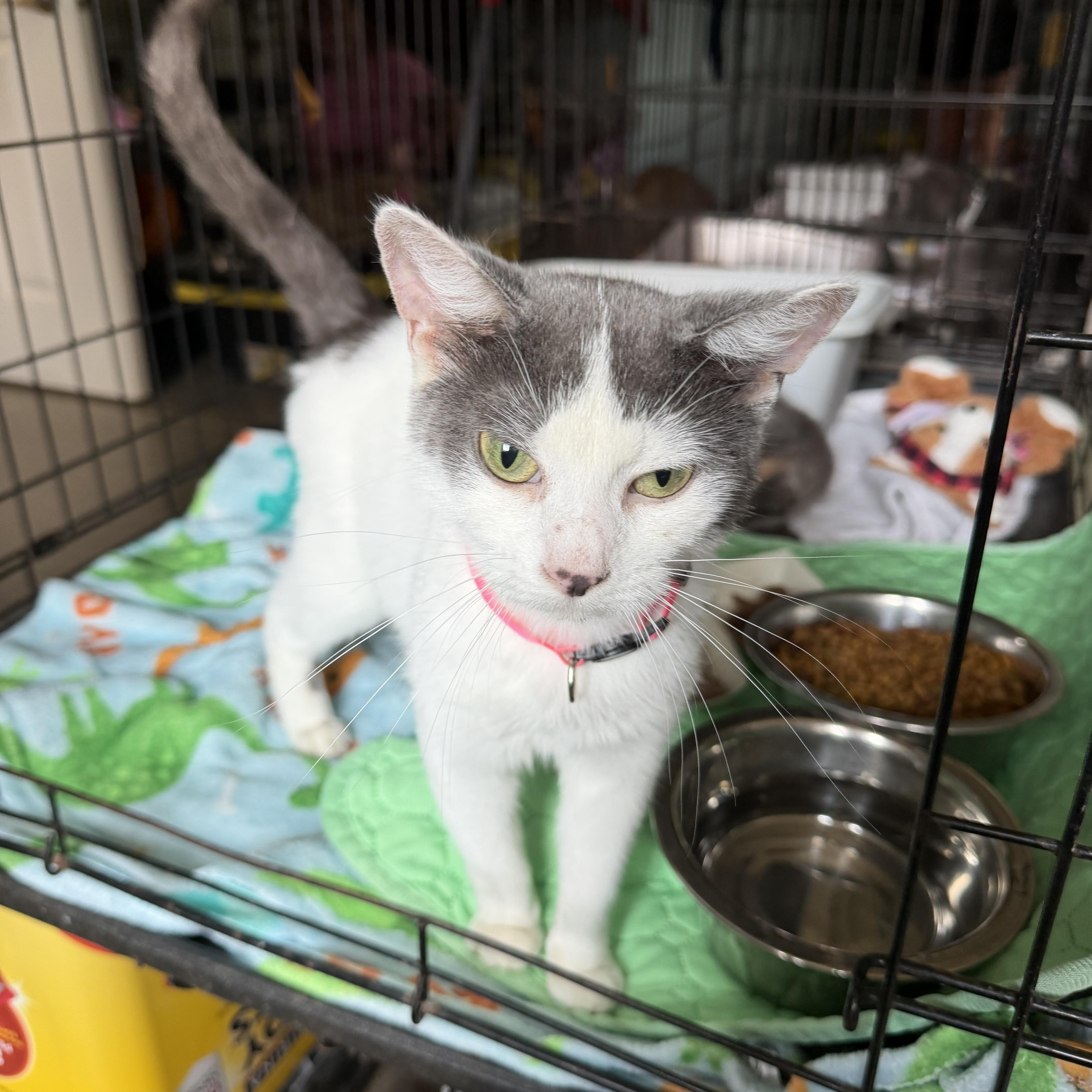 An adult medium-sized female Domestic Short Hair cat named Mustang Sally for adoption in Warren, OH