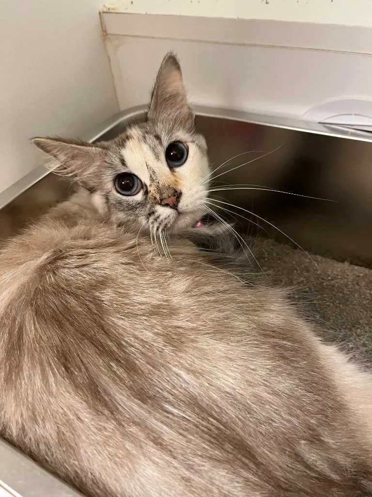 An adult medium-sized female Snowshoe cat named Cat Condo Nosy for adoption in Greenville, TX