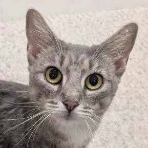 An adult medium-sized female Domestic Short Hair cat named Ms. Pacman Florence for adoption in Hudson, MA
