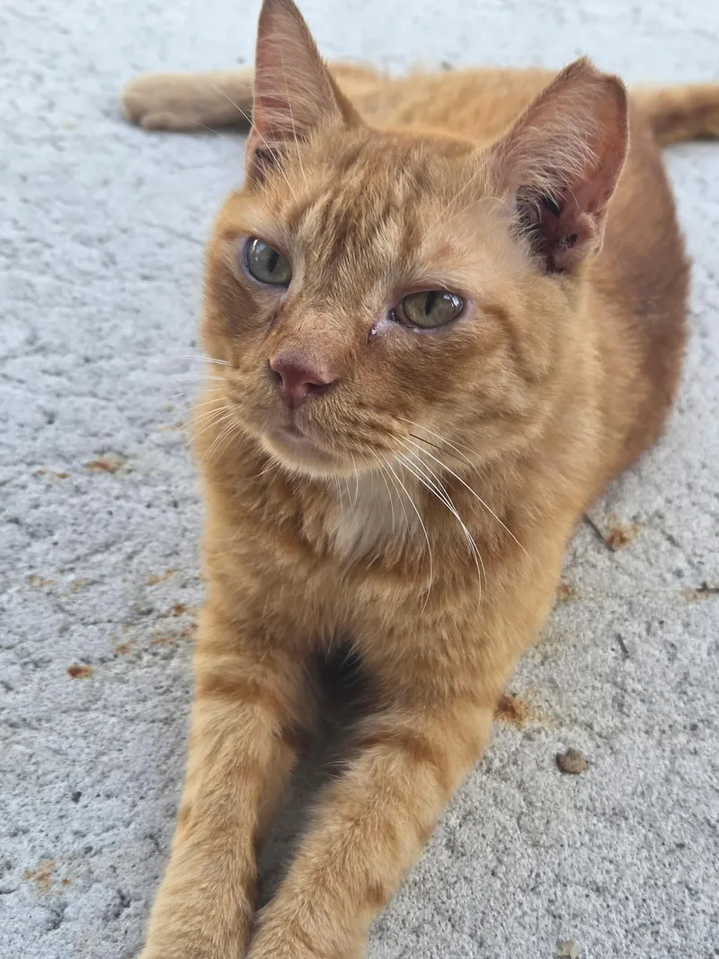 A young medium-sized male Tabby (Orange / Red) Tabby cat named Buddy for adoption in Brooksville, FL