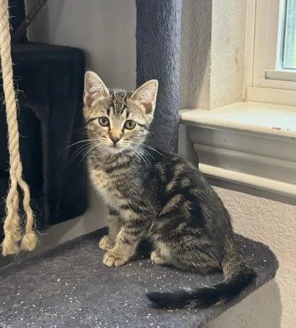 A baby small-sized female Domestic Short Hair cat named Lunabell for adoption in Fort Worth, TX