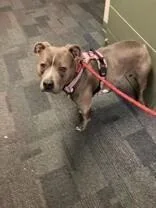 A senior large-sized female Mixed Breed dog named Scarlet for adoption in Cincinnati, OH