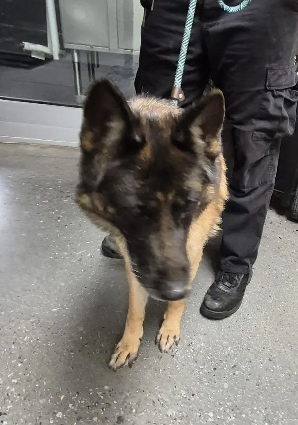 An adult large-sized female German Shepherd Dog dog named Icc Callie for adoption in Lawrenceville, GA