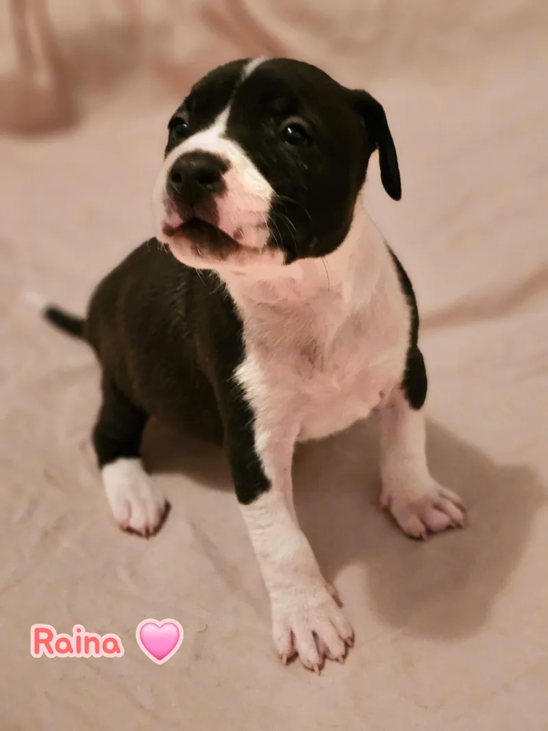 A baby medium-sized female Mixed Breed dog named Raina  Stormie Litter for adoption in Holly Springs, NC