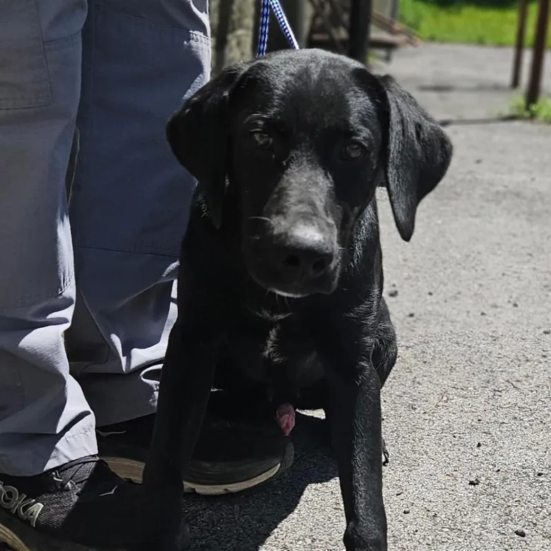 A young medium-sized male Black Labrador Retriever dog named Ben for adoption in Fairfax, VA