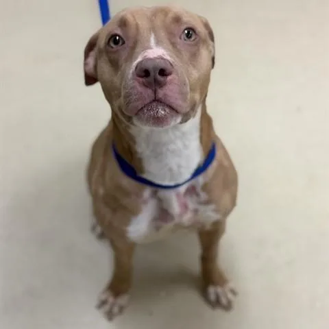 An adult medium-sized male Red / Chestnut / Orange Pit Bull Terrier dog named Skylar for adoption in Columbia, MD