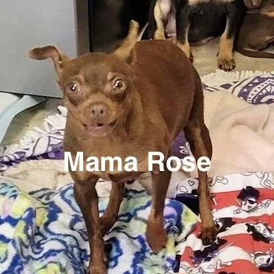 A baby small-sized female Black Mixed Breed dog named Posey for adoption in San Francisco, CA