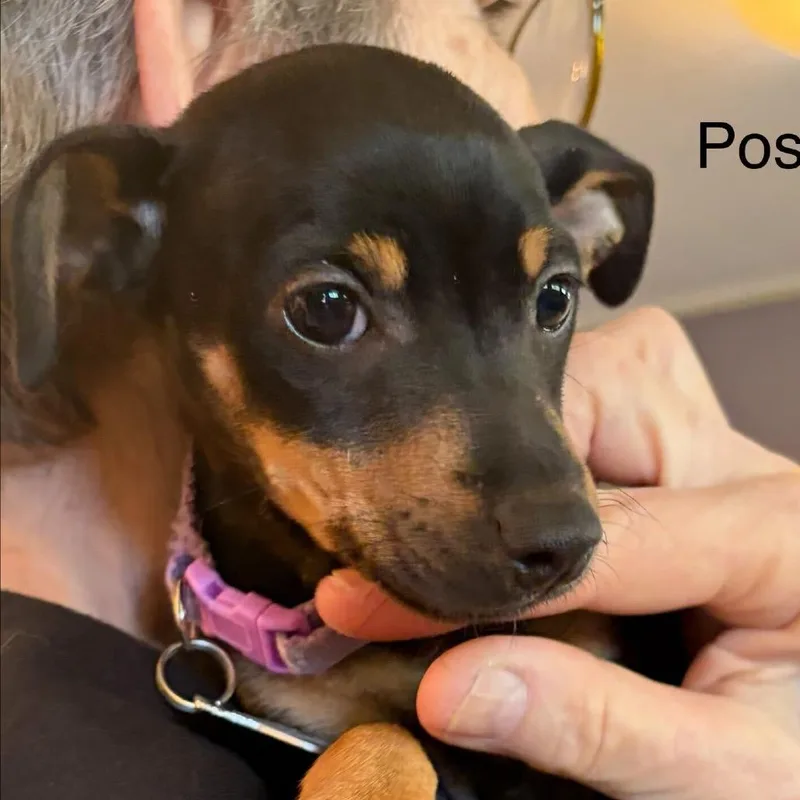 Posey thumbnail 2