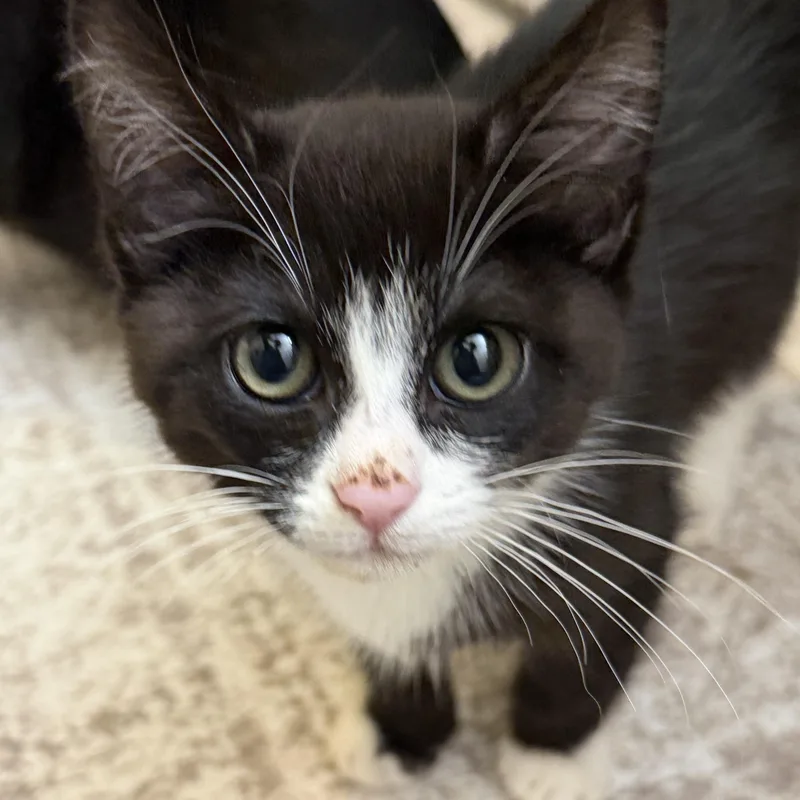 A baby small-sized male Black & White / Tuxedo American Shorthair cat named Loki for adoption in Frederick, MD