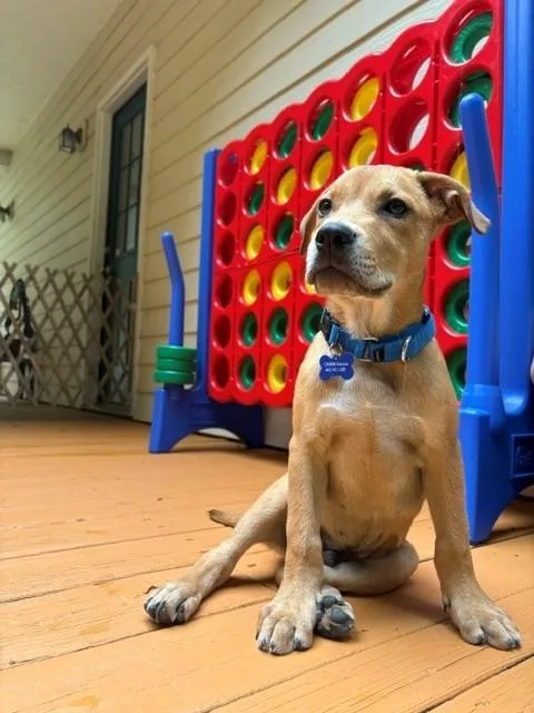 A baby medium-sized male German Shepherd Dog dog named Fred for adoption in Columbia, MD
