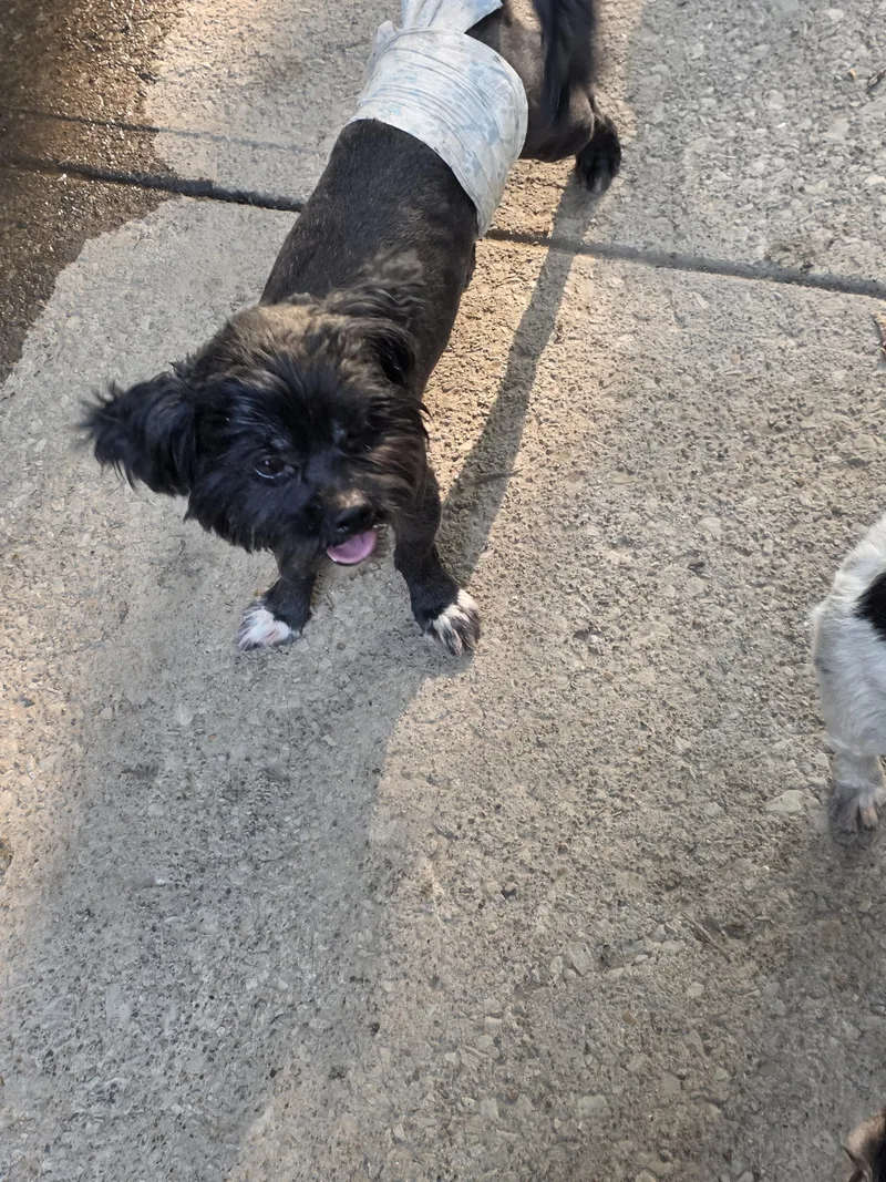 Maverick thumbnail 2
