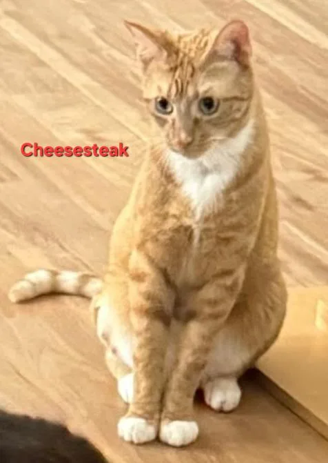 An adult medium-sized male Orange & White Domestic Short Hair cat named Cheesesteak for adoption in Penndel, PA
