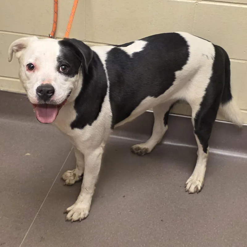 An adult large-sized male White / Cream Pit Bull Terrier dog named Rocky for adoption in Norman, OK