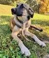 A baby large-sized female Bicolor Shepherd dog named Nova for adoption in Sudbury, MA