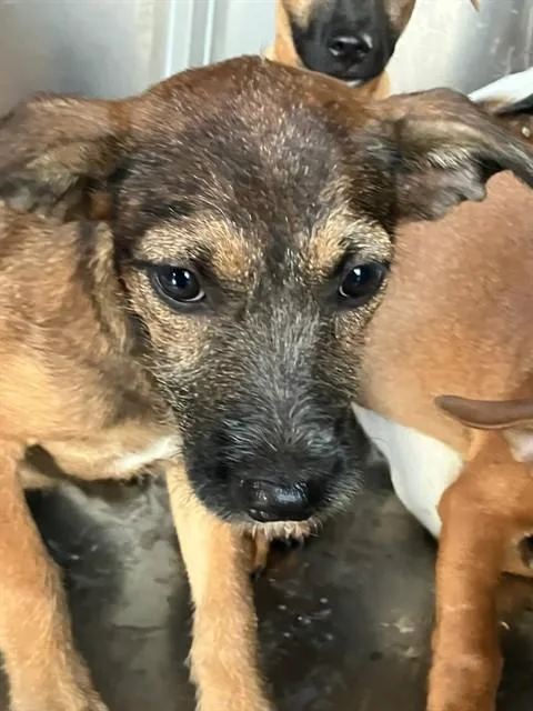 A baby small-sized female Mixed Breed dog named Raven for adoption in Dallas, TX