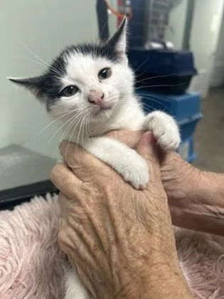 A baby medium-sized female Domestic Short Hair cat named Amber for adoption in Picayune, MS