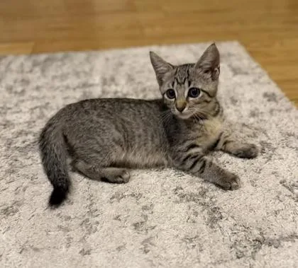 A baby small-sized female Domestic Short Hair cat named Lynx for adoption in Honolulu, HI