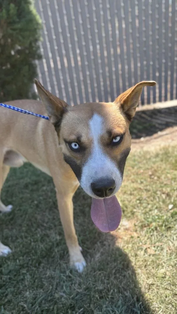 An adult large-sized male Shepherd dog named Goose for adoption in Victorville, CA