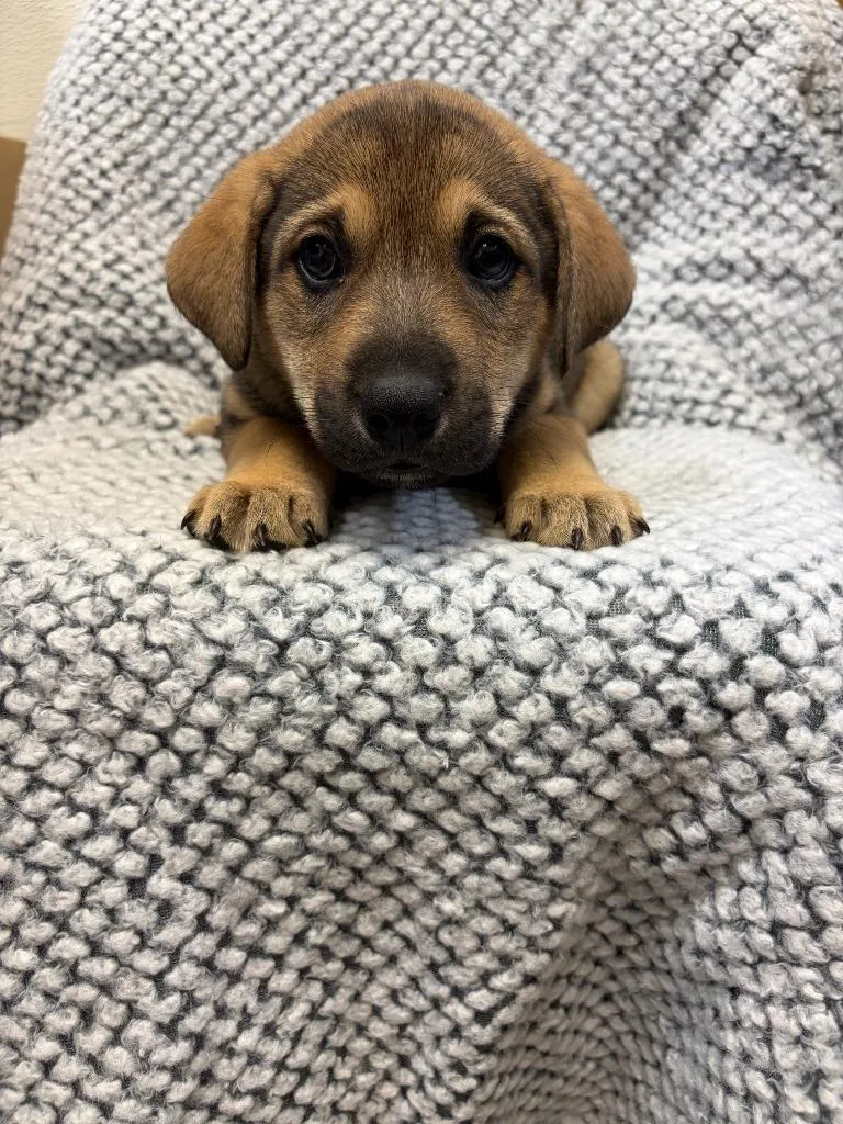 A baby medium-sized male Beagle dog named Fanta for adoption in Clinton, SC