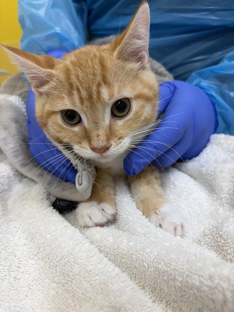 A baby small-sized male Tabby (Orange / Red) Domestic Short Hair cat named Infinity for adoption in Raleigh, NC