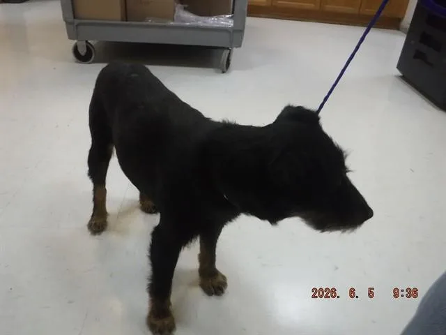 A senior medium-sized female Patterdale Terrier / Fell Terrier dog named Maybell for adoption in Oroville, CA