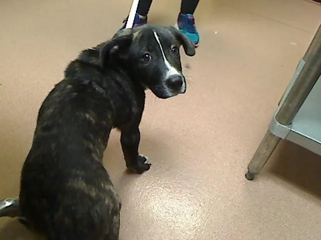 A baby large-sized female Anatolian Shepherd dog named Cb for adoption in Cookeville, TN
