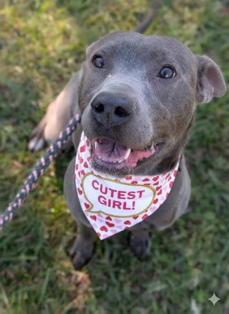 An adult medium-sized female Mixed Breed dog named Luna for adoption in Jacksonville, FL