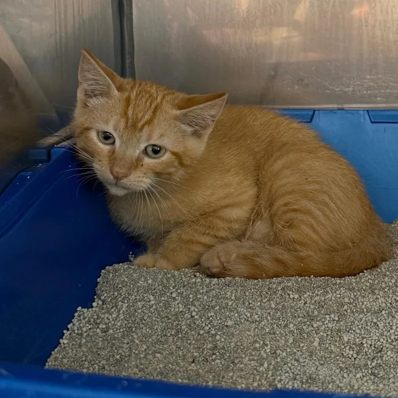A baby small-sized male Orange / Red Domestic Short Hair cat named Macho Nacho for adoption in Lake Panasoffkee, FL