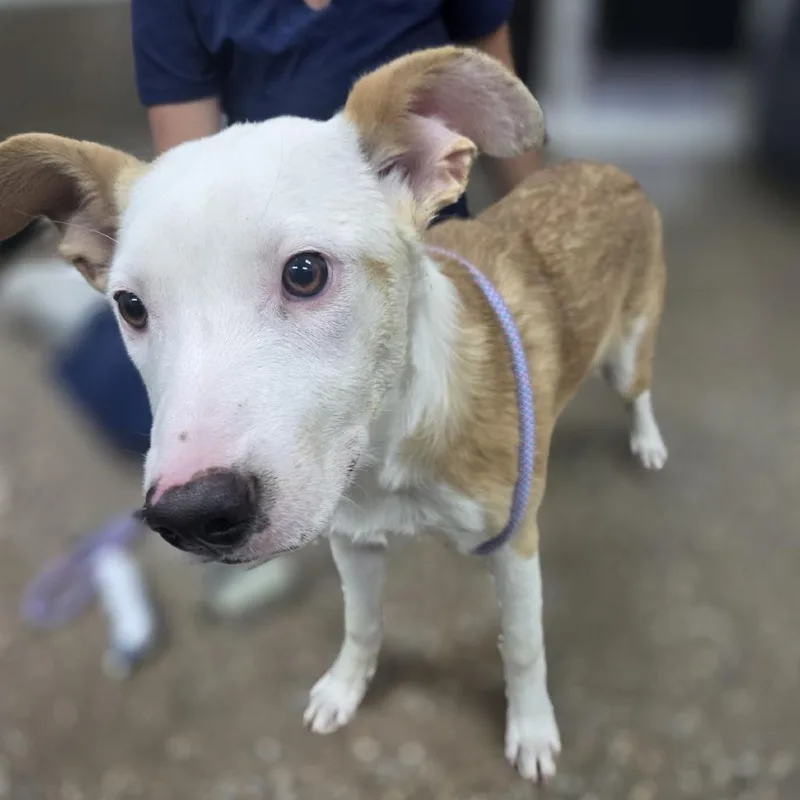 A baby medium-sized female White / Cream Retriever dog named Puppy for adoption in Incline Village, NV