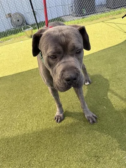 An adult large-sized male Cane Corso dog named Cain for adoption in West Chester, PA