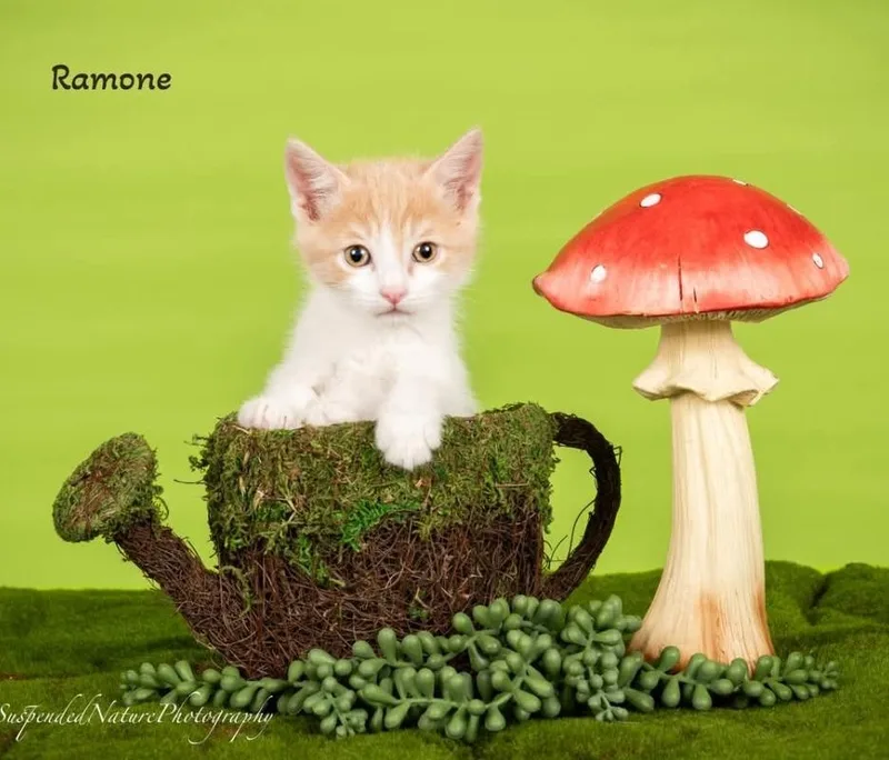 A baby small-sized male Domestic Short Hair cat named Ramone for adoption in San Jacinto, CA