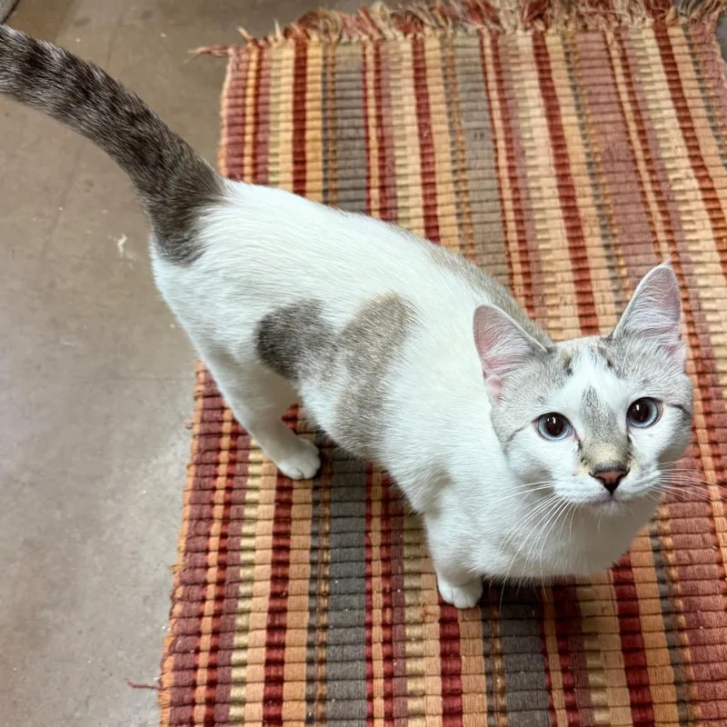 An adult large-sized male Seal Point Domestic Short Hair cat named Tide Softest Boy for adoption in Flagstaff, AZ