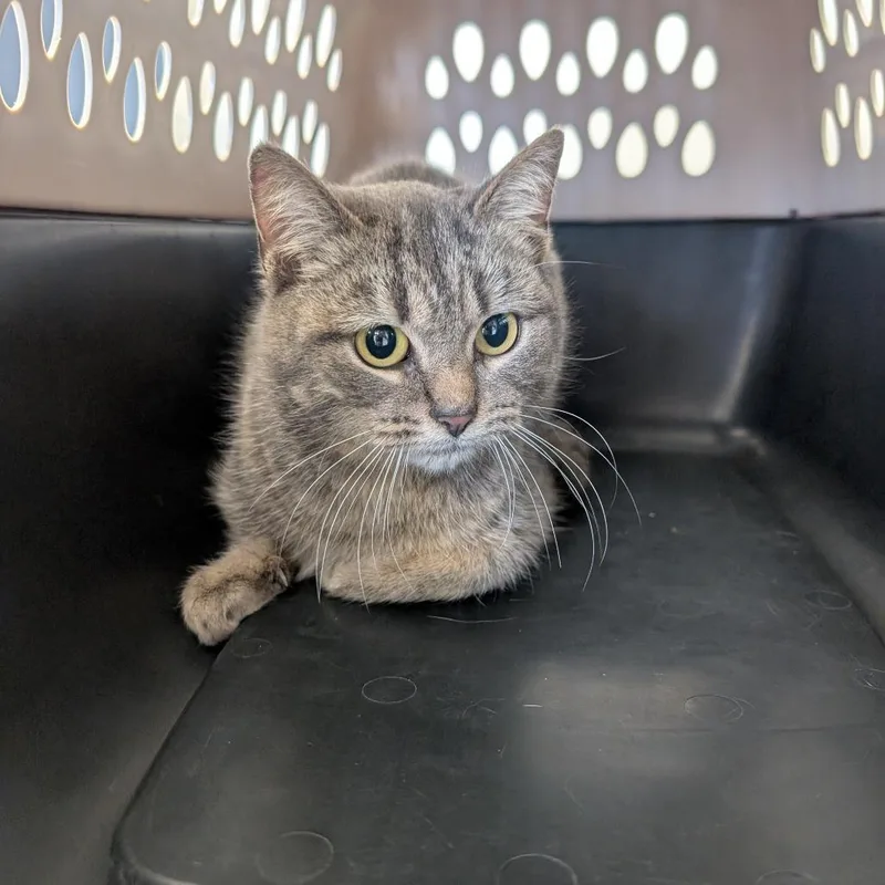 An adult medium-sized female Gray / Blue / Silver Domestic Short Hair cat named Moonbeam for adoption in Watertown, NY