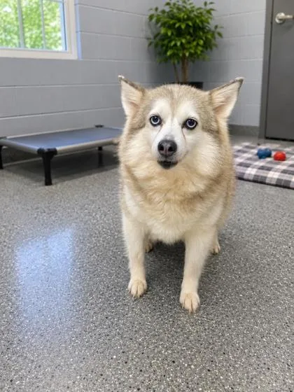 An adult small-sized female Pomeranian dog named Claire for adoption in Kinzers , PA