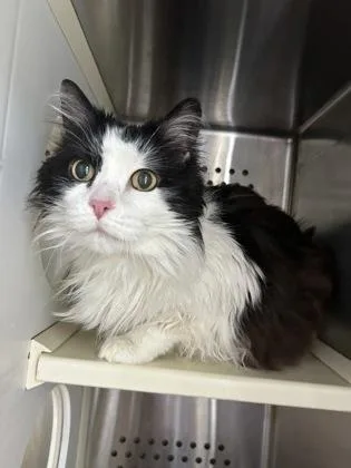 A senior medium-sized female Domestic Long Hair cat named Winry for adoption in Kansas City, MO